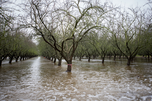 Flooding orchards in the rain may help to recharge groundwater.