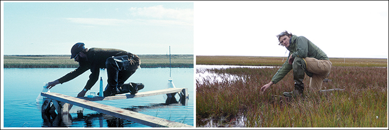 Biomass has increased significantly in Arctic tundra ponds between the 1970s and today