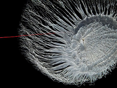 Onboard video camera from a Project SMART stratospheric balloon flight captures the balloon burst at 30 frames per second.