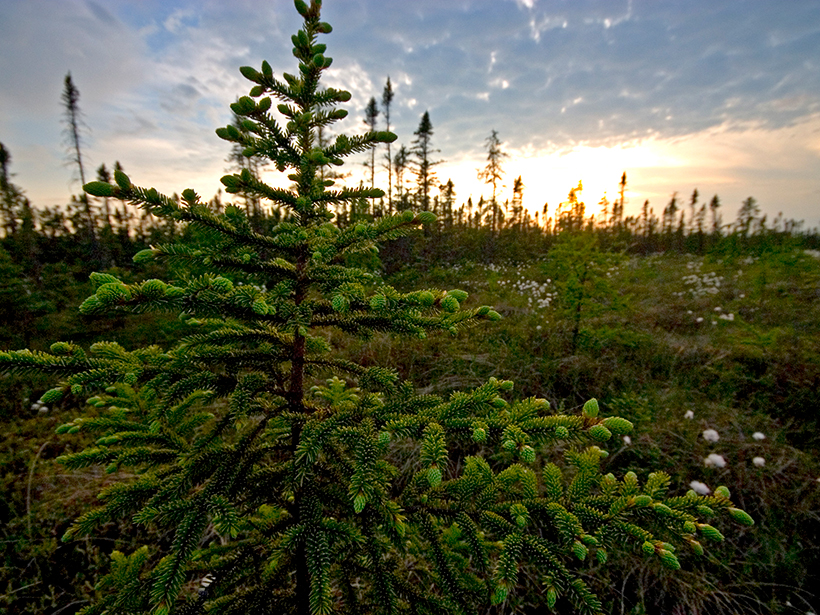 A wet climate in Minnesota led to more methane production zones in peatlands.