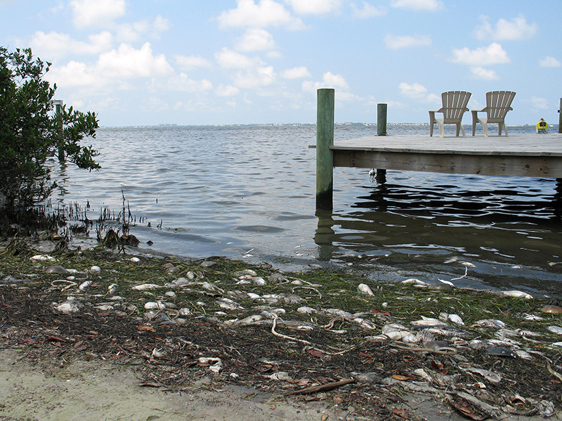Fish that suffocated from a red tide in Florida’s coastal ocean wash up onshore.