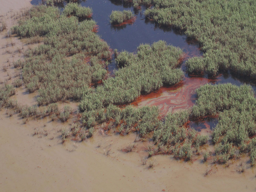 Oil spills can have bigger impacts on coastal wetlands than hurricanes.