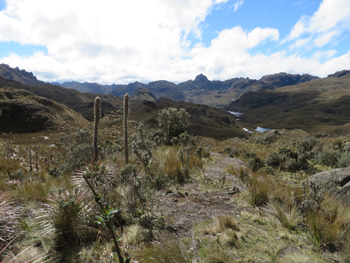 Relationships between plant and watershed systems