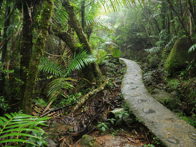 A trail meanders through Puerto Rico's El Yunque National Forest.