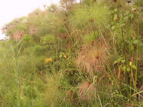 Researchers work to pinpoint possible sources of atmospheric methane, including papyrus swamps