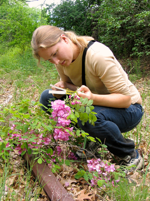 A college student records the flowering time of bristly locust.