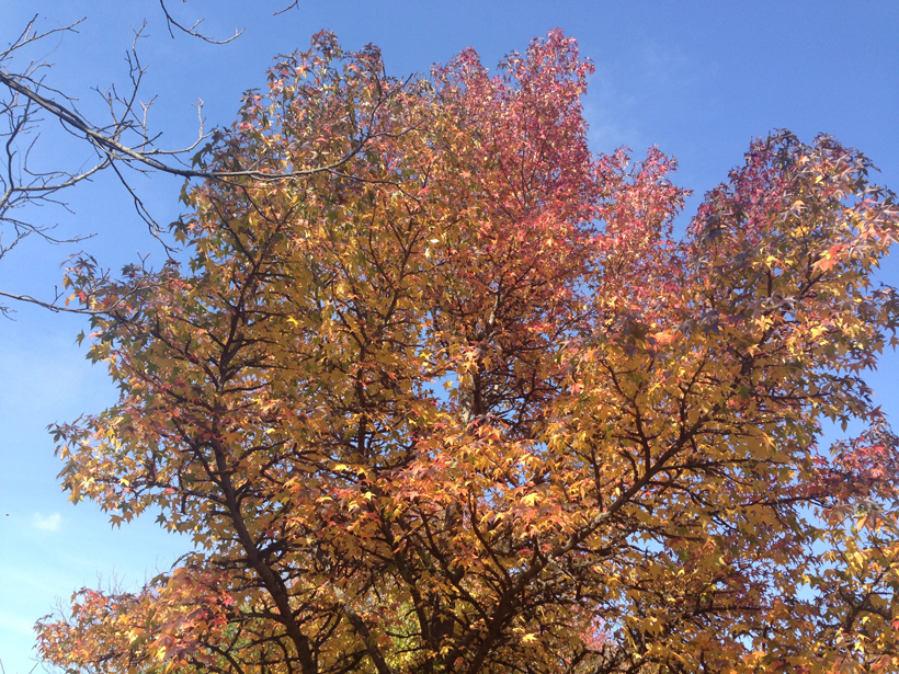 American sweetgum in Arnold Arboretum in Boston, Mass.