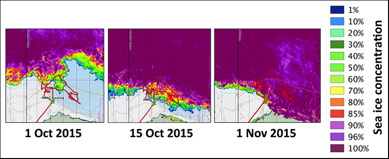 Ship track, bathymetry, and satellite-based ice concentrations showing the recovery of sea ice during October 2015.