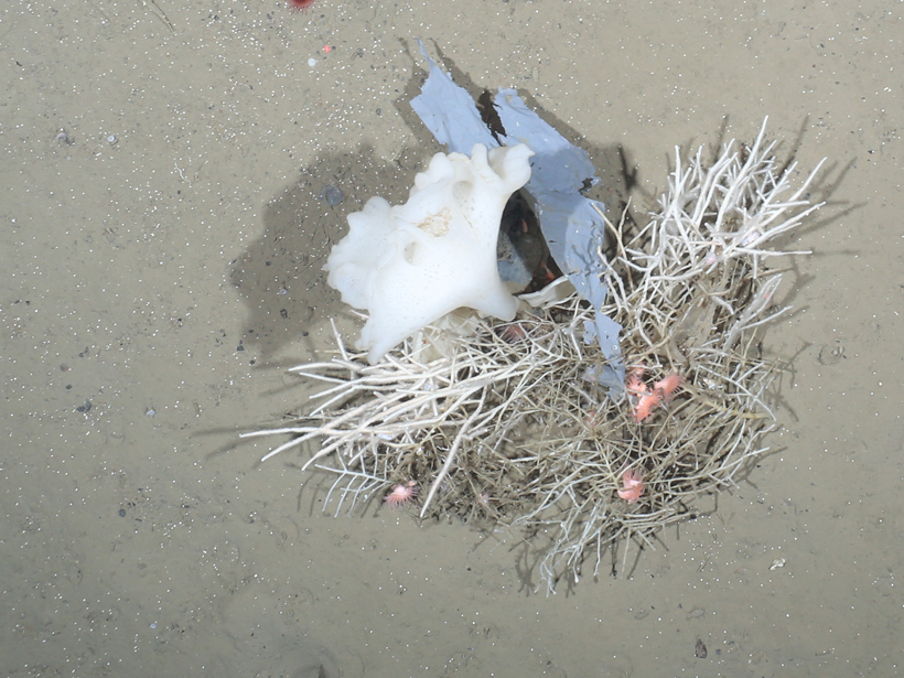 Plastic fragments mingle with sponges.
