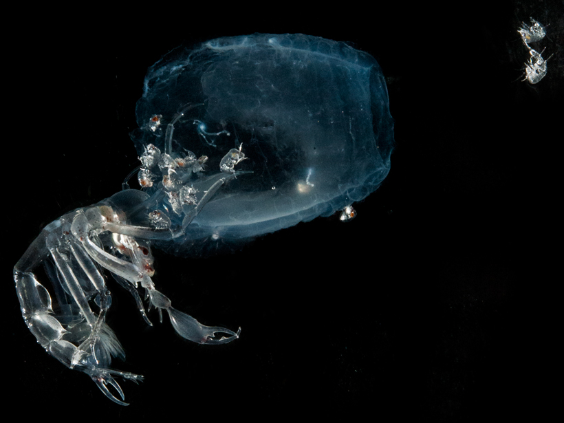 A Phronima sp. adult female and its offspring emerge from a salp barrel they had parasitized.