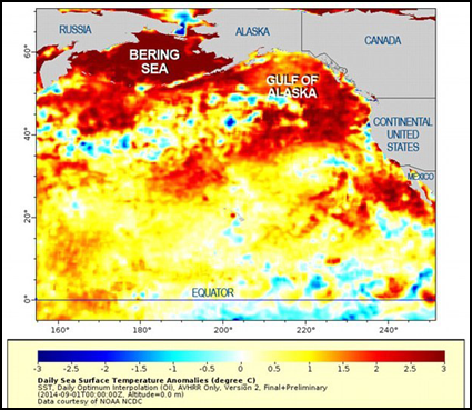 A large mass of relatively warm water in the Pacific Ocean, nicknamed “the blob.”