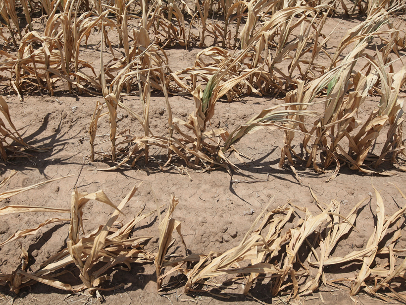 Cornfield dried up in heat wave of 2011 in Texas and Oklahoma.