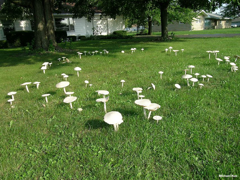 Mushrooms Could Provide a Record of Grassland History - Eos