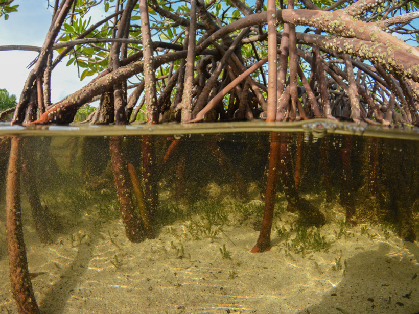 mangroves
