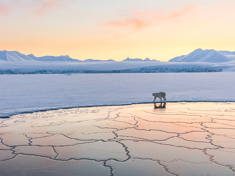 Polar bear walks on Arctic sea ice.