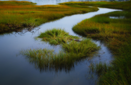 A tidal marsh on the East Coast of the United States.