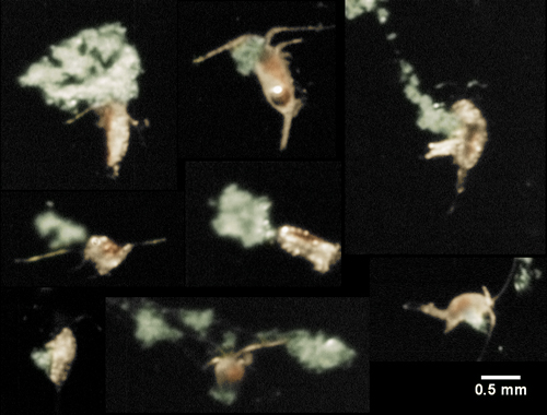 Small crustaceans called copepods interact with marine snow in this image captured by the video plankton recorder in the Baltic Sea.
