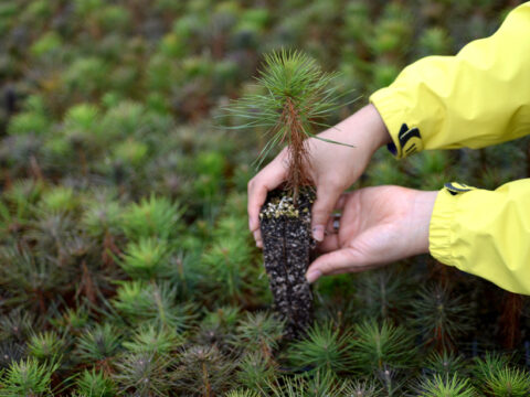 A new study uncovers how planting trees might impact climate.