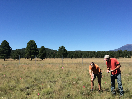Scientists measure plant community composition through a project designed to monitor drought effects on ecosystems.