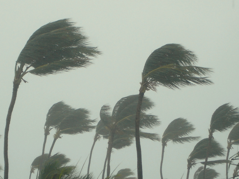 Palm trees blow sideways in tropical storm.