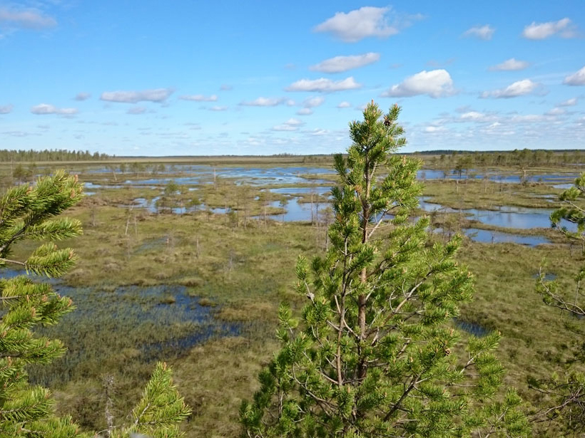 New measurements help researchers assess methane emitted by wetlands
