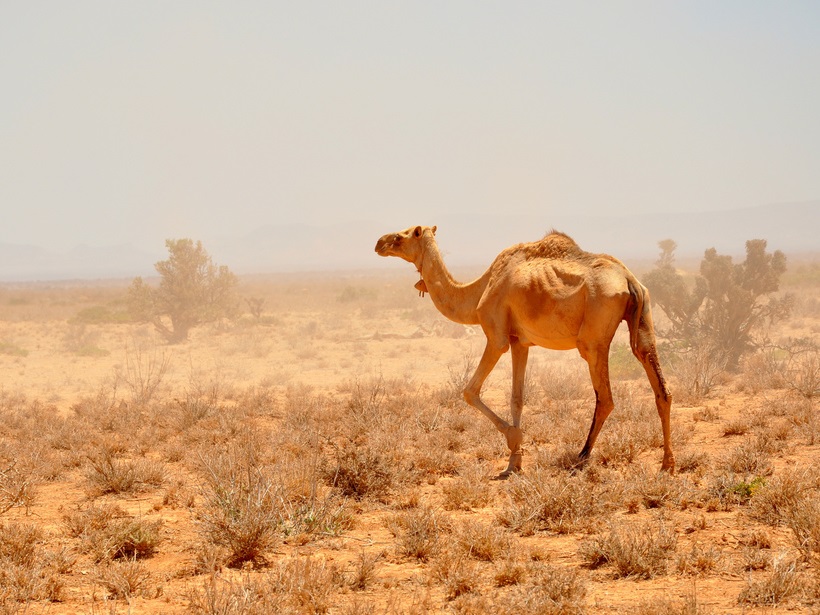 A camel wanders across the dry and dusty scrubland of Toghdeer region in Somaliland.