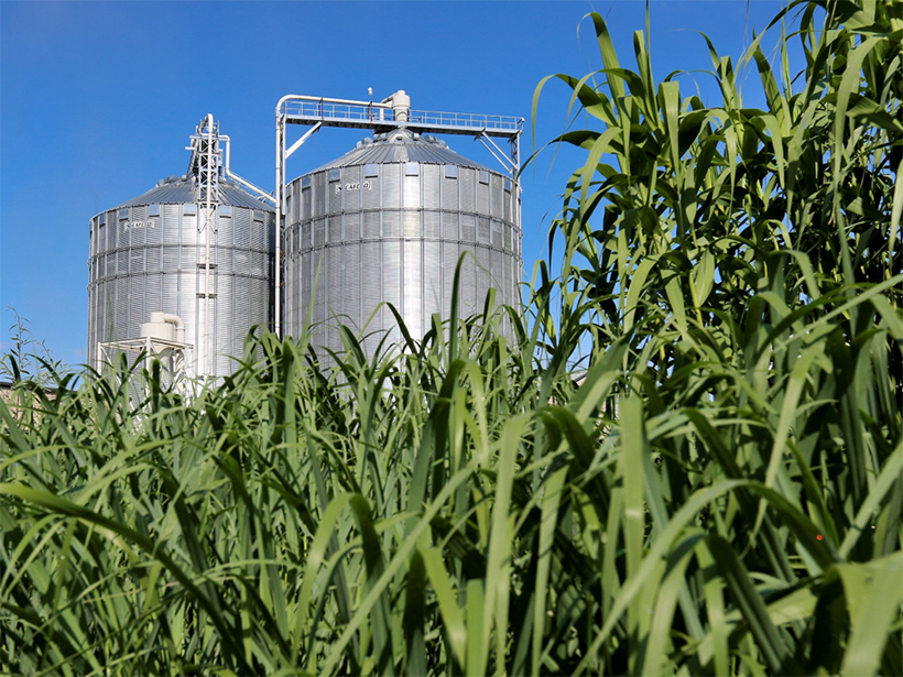 Researchers assess whether plantations for biofuel and carbon storage could help the world meet the terms of the Paris Agreement