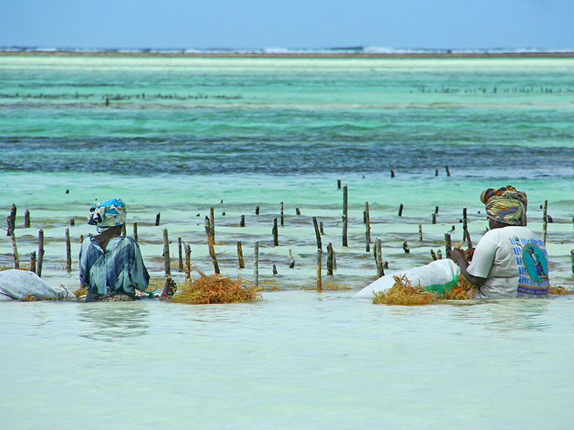 Farmers harvest seaweed on the Zanzibar coast of Tanzania.