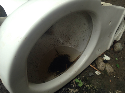 Water collecting in urban debris like this discarded toilet make breeding grounds for mosquitos that carry dengue fever viruses.