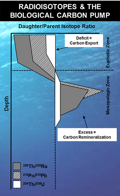 Radioisotopes can be used to investigate rates of carbon export and remineralization in the biological carbon pump