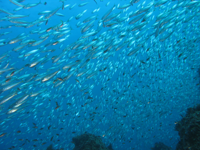 Researchers assess how a changing climate will influence ocean upwelling