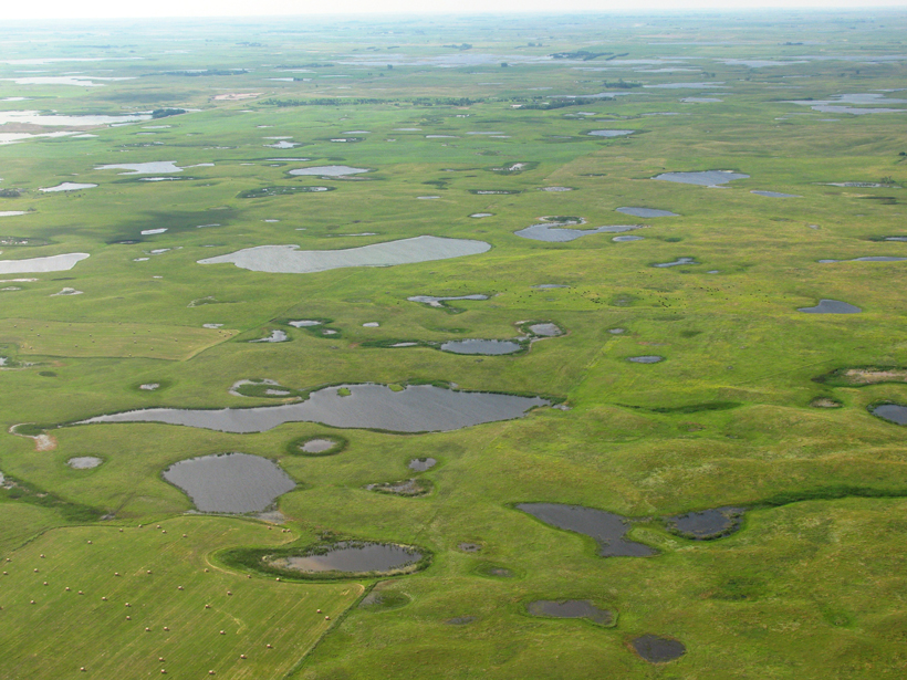A new study shows the role of small, still-water wetlands in combating algae growth.