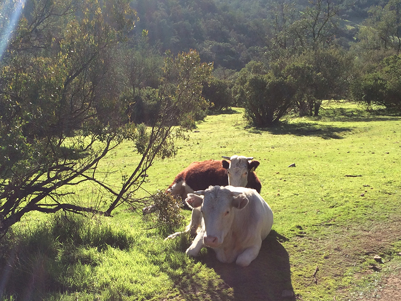 Cows lounge in a tree-dotted pasture in central Chile