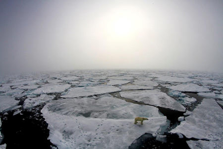 Scientists on the N-ICE2015 campaign spot a polar bear wandering the thinning sea ice in the spring of 2015.