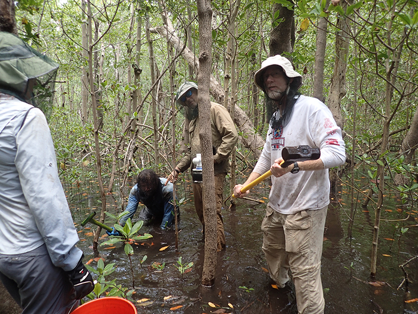 Researchers extract mangrove peat core as part of a USDA project to constrain the carbon budget of coastal ecosystems.