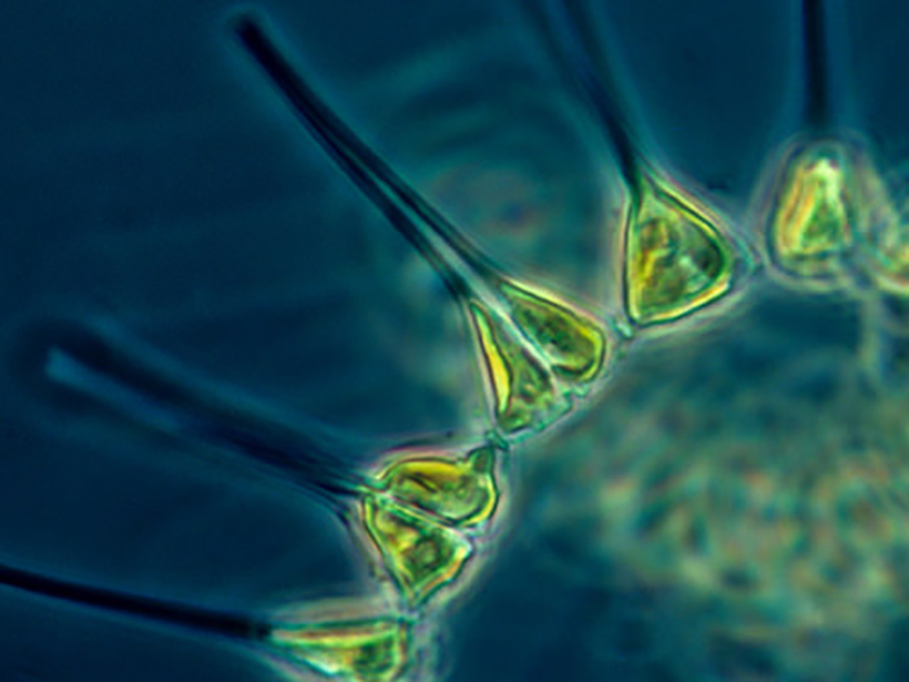 Scientists analyze the role of ocean eddies in phytoplankton populations