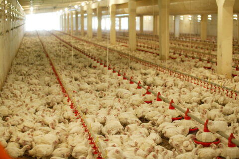 Is Living Near A Farm Bad For Your Health Eos
