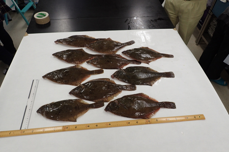 Flounder caught near the Fukushima Daiichi nuclear power plant for analysis of cesium radioisotopes.