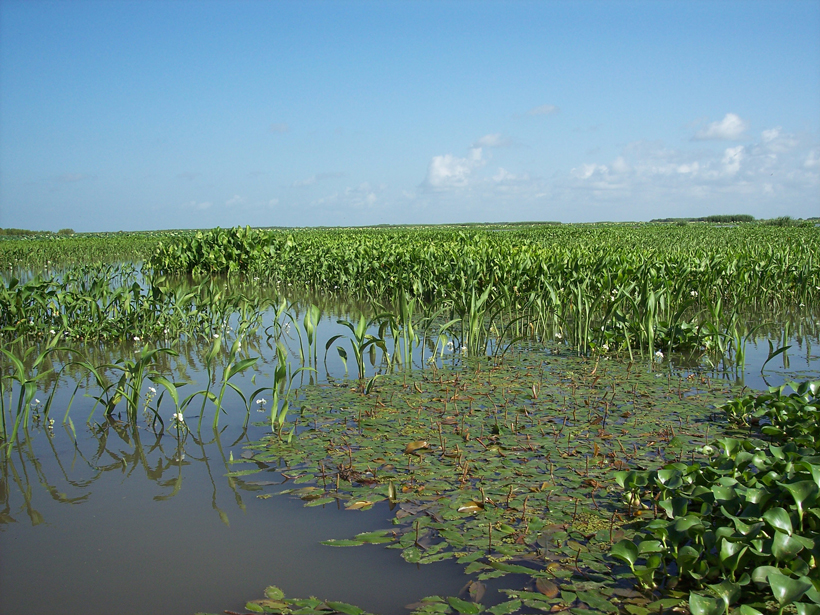 Researchers use a laboratory experiment to assess how nonflood river flow influences delta growth.