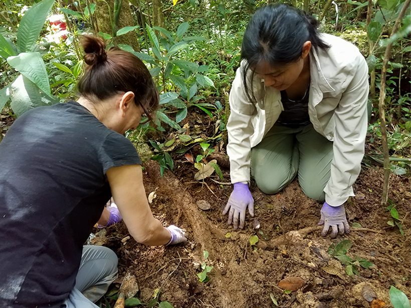 Researchers study a tree’s roots