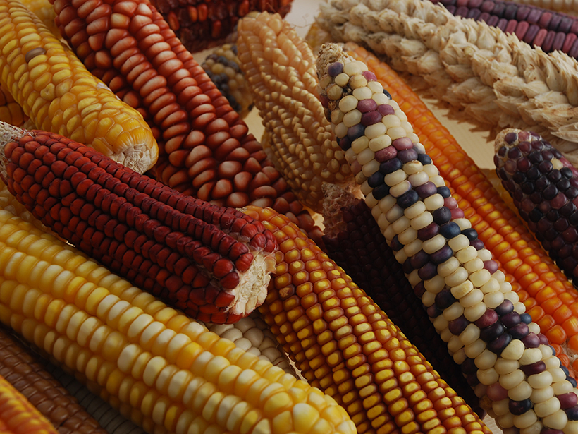 Ears of corn (maize), showing a wide range of colors and shapes that reflect different varieties