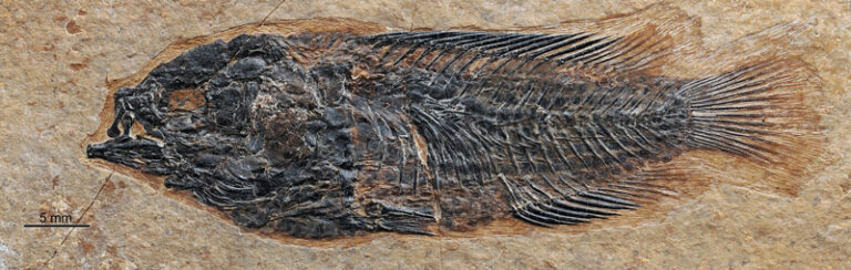 Fossils Provide New Clues to Tibetan Plateau’s Evolution - Eos