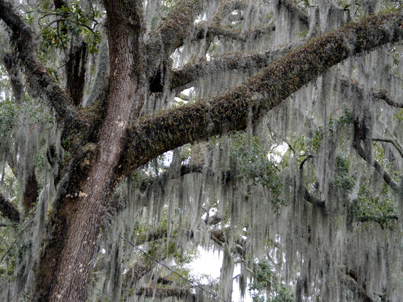 Mossy Oaks Are Dripping with Organic Matter - Eos
