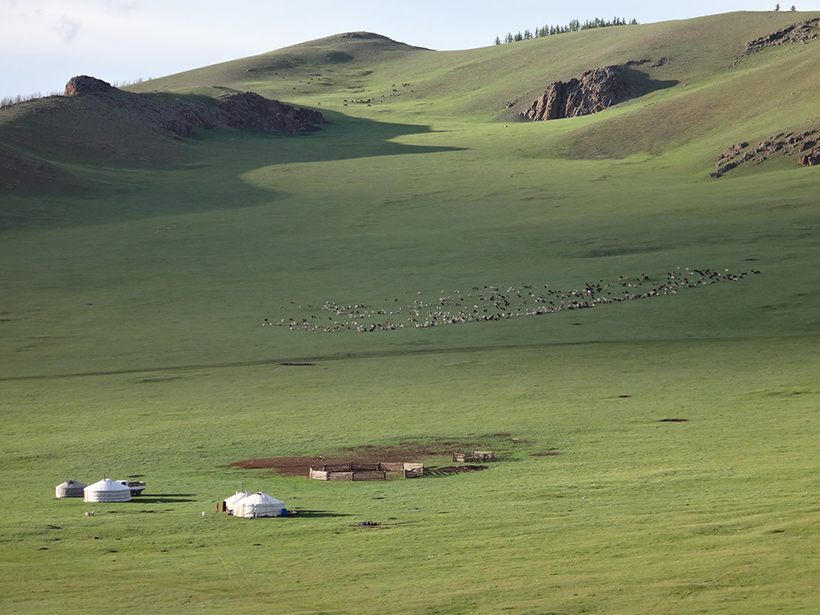 Researchers explore how grazing animals impact their ecosystems—and the climate