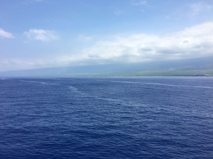 larval fish and squid collected in surface slicks off the western coast of the Big Island of Hawai‘i
