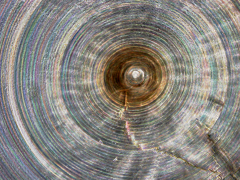 Cross section of a Monorhaphis chuni spicule showing its lamellae (rings).