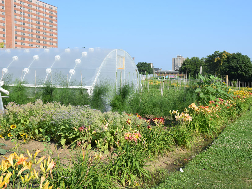 Expanding urban agriculture could improve food security, ecosystem health, and other ecosystem services
