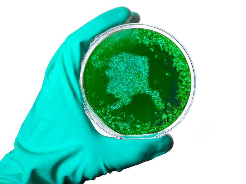 Alaska-shaped germs in a petri dish