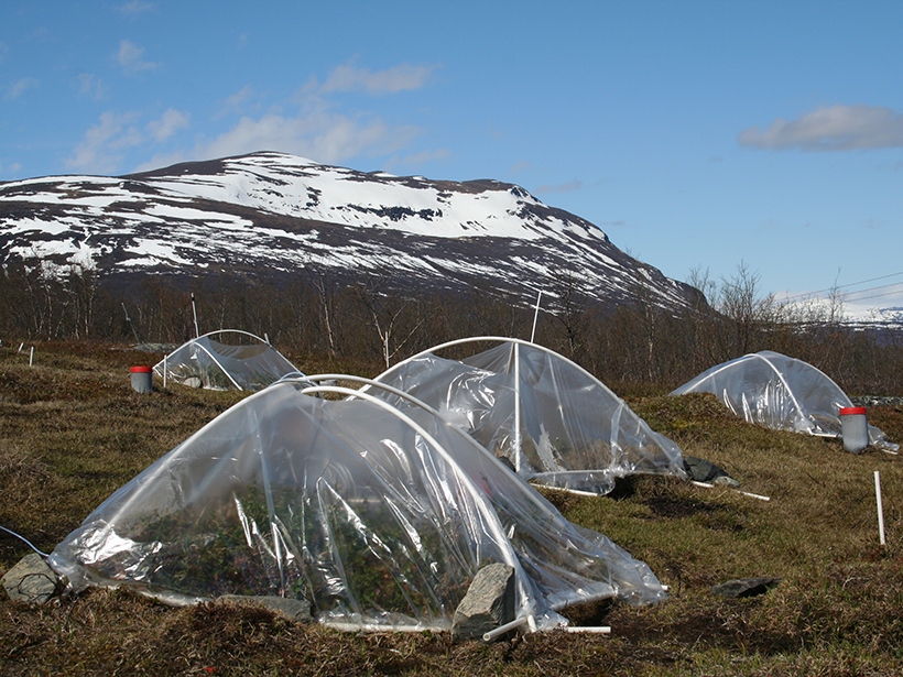 : Researchers conduct experiments in Sweden’s wet heathland to see how the ecosystem might adapt to climate change