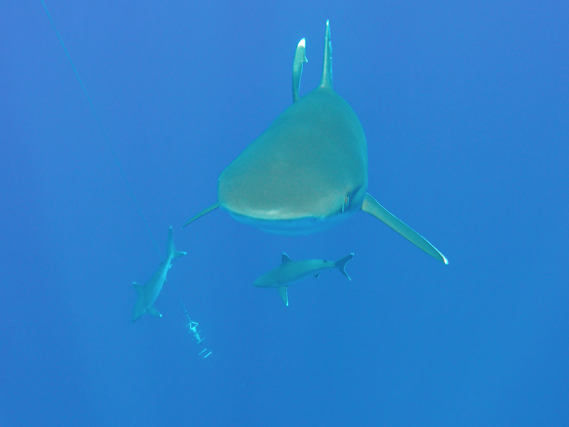 Silvertip sharks in Chagos Archipelago